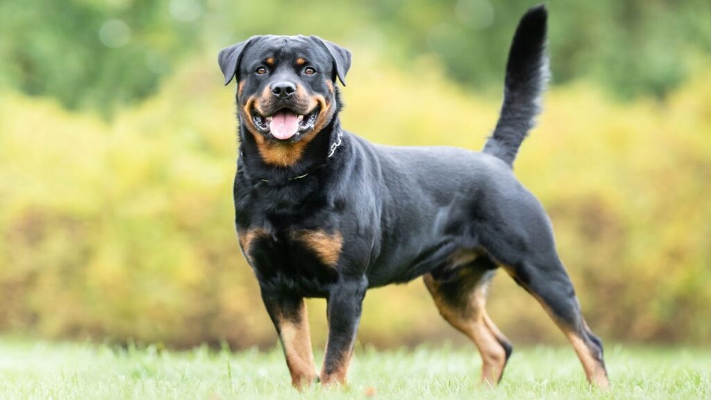 Rottweiler Do Black Labs Have Black Gums