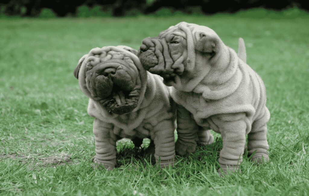 Shar Pei Do Black Labs Have Black Gums