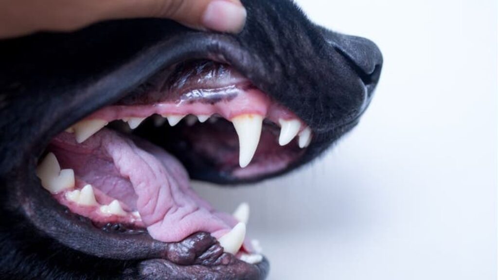 What colour should my black labs gums be Do Black Labs Have Black Gums