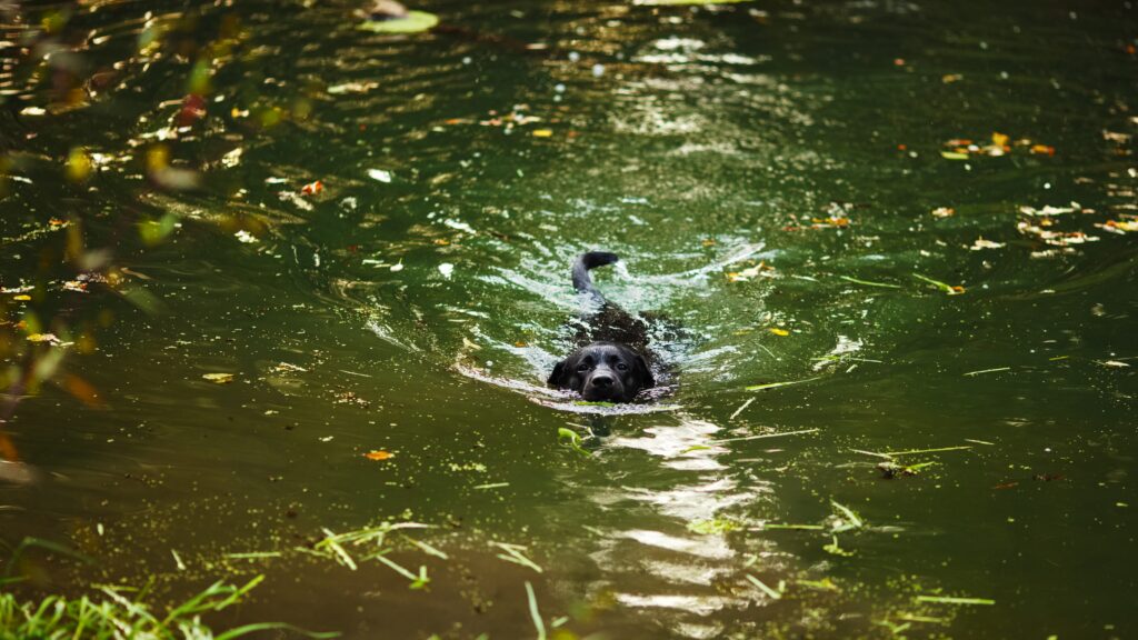 What kind of Lab is best for hunting Are black labs hunting dogs?