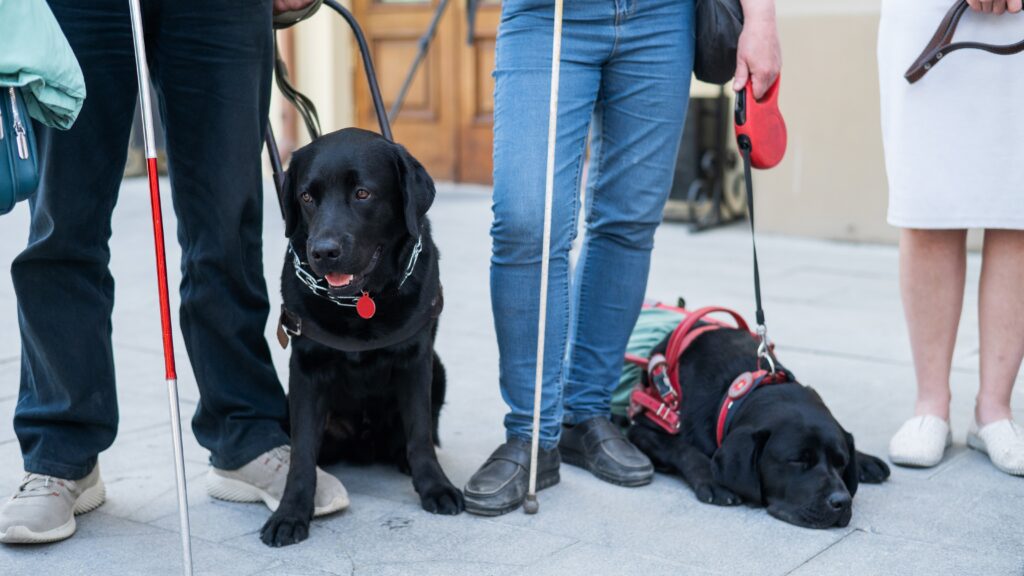 Why are black labs the smartest Are Black Labs Smart