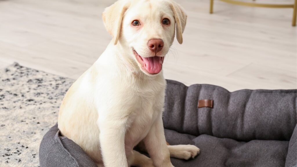 Add some soft and fluffy beds. Tips for letting Lab pups sleep outside safely