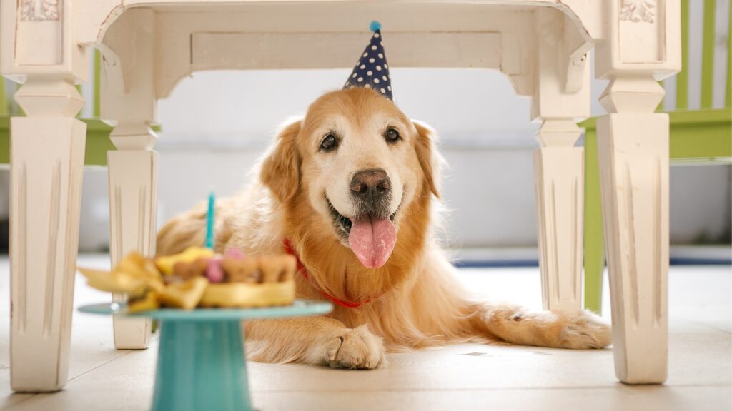 Dog Birthday Puns – One-Liners Dog Birthday jokes