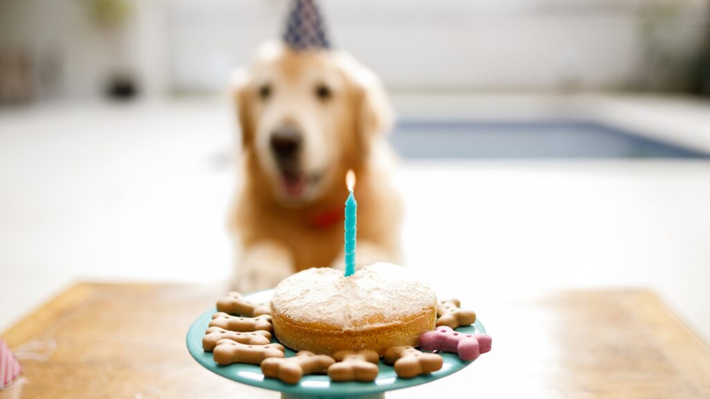 Dog Birthday jokes