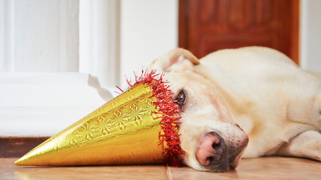 Dog Party Jokes Dog Birthday jokes