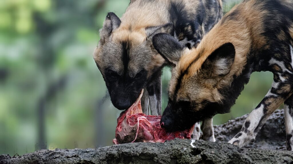 Ensure safety from predators Tips for letting Lab pups sleep outside safely