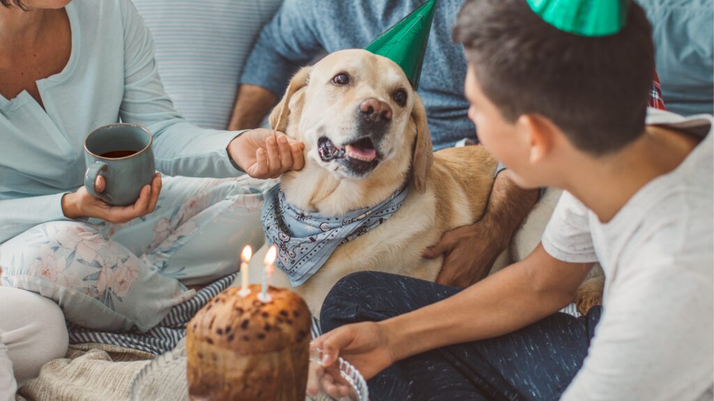 Funny Dog Birthday Jokes Dog Birthday jokes