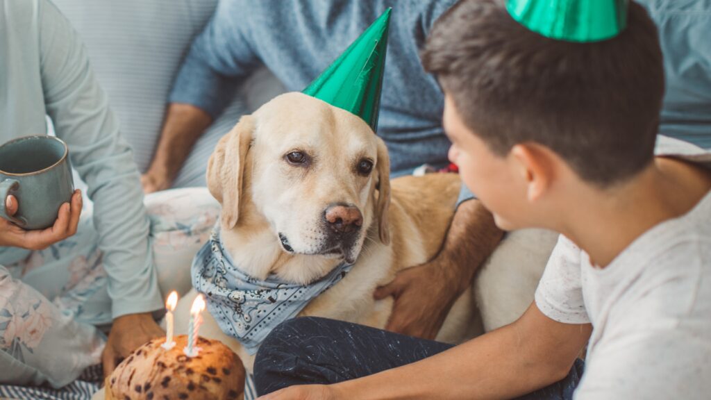 Happy Birthday Dog Jokes Dog Birthday jokes