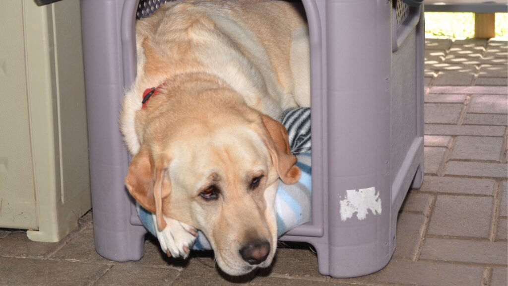Provide weather- proof shelter Tips for letting Lab pups sleep outside safely