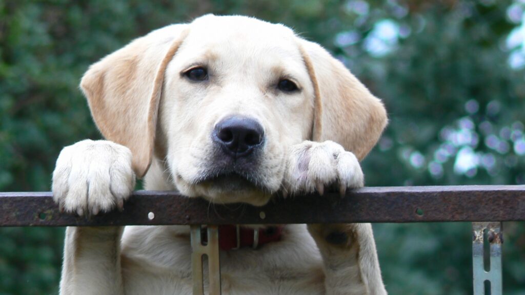 Secure the area Tips for letting Lab pups sleep outside safely