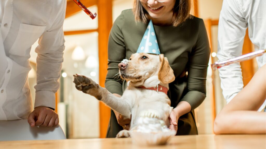 Short Birthday Dog Jokes Dog Birthday jokes