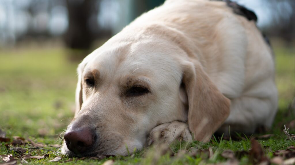 Tips for letting Lab pups sleep outside safely