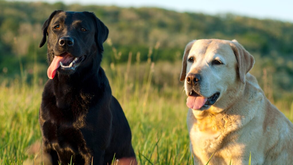 Can Labrador puppy sleep outside