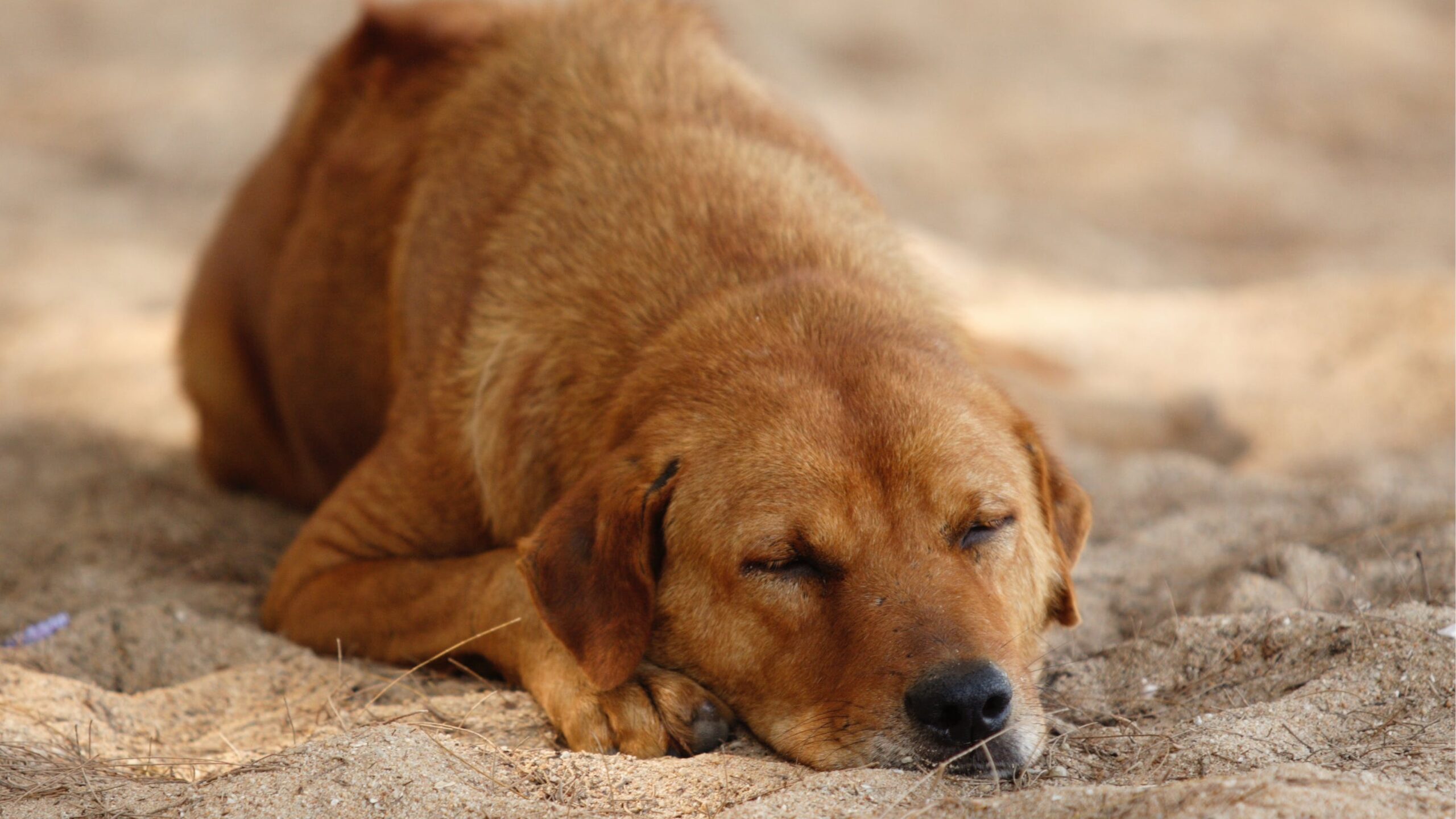 Can labrador puppy sleep outside