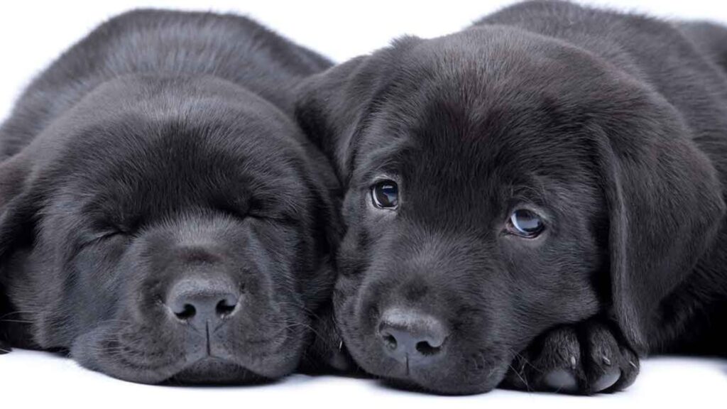 can purebred black labrador have white spots