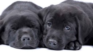 can purebred black labrador have white spots