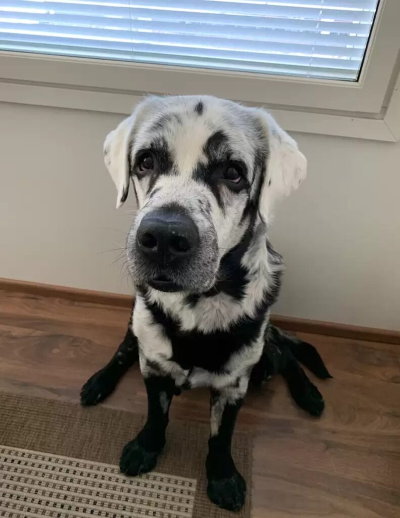 Common body parts having white spots Can purebred black Labrador have white spots