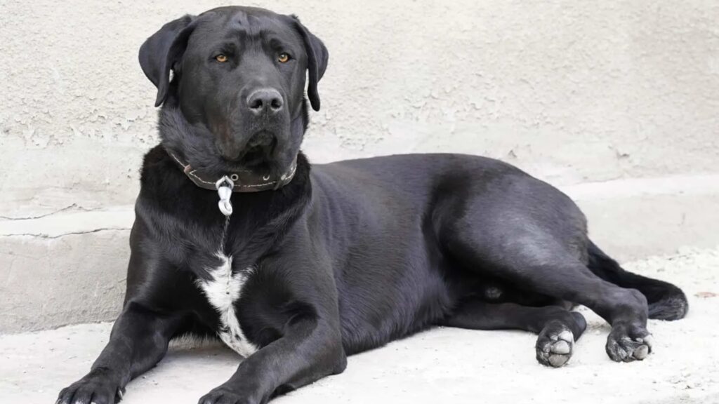 Purebred black Labrador have white spots Can purebred black Labrador have white spots