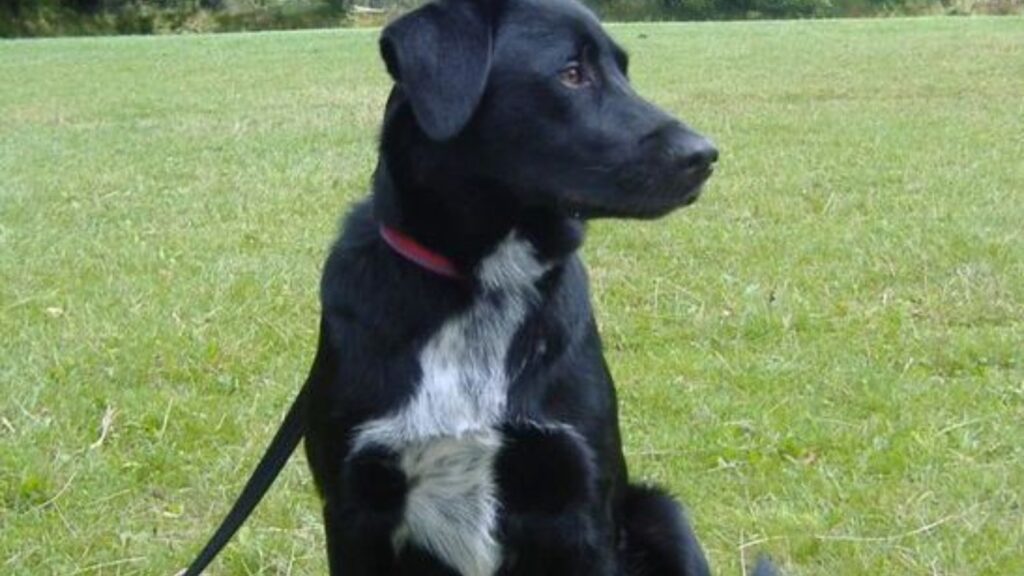 Weight and Height of Black labs with white markings by age and gender Can purebred black Labrador have white spots