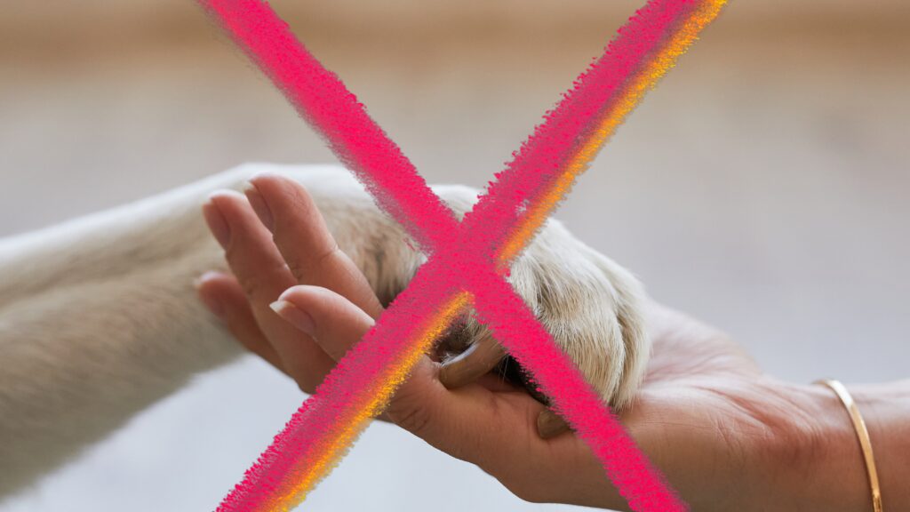 Can Labrador puppy sleep outside