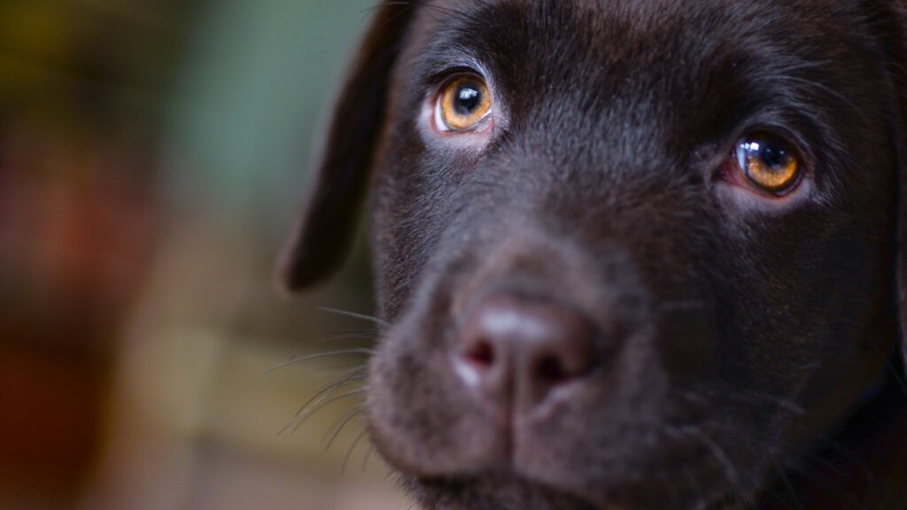 How Long Does It Take to Break Separation Anxiety Do labs have separation anxiety