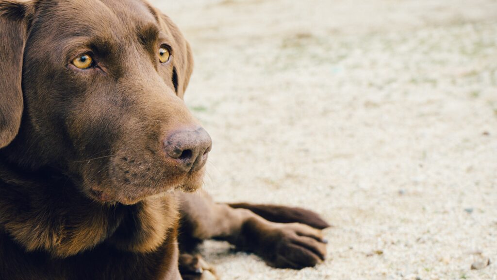 How can I calm my dog anxiety naturally Do labs have separation anxiety