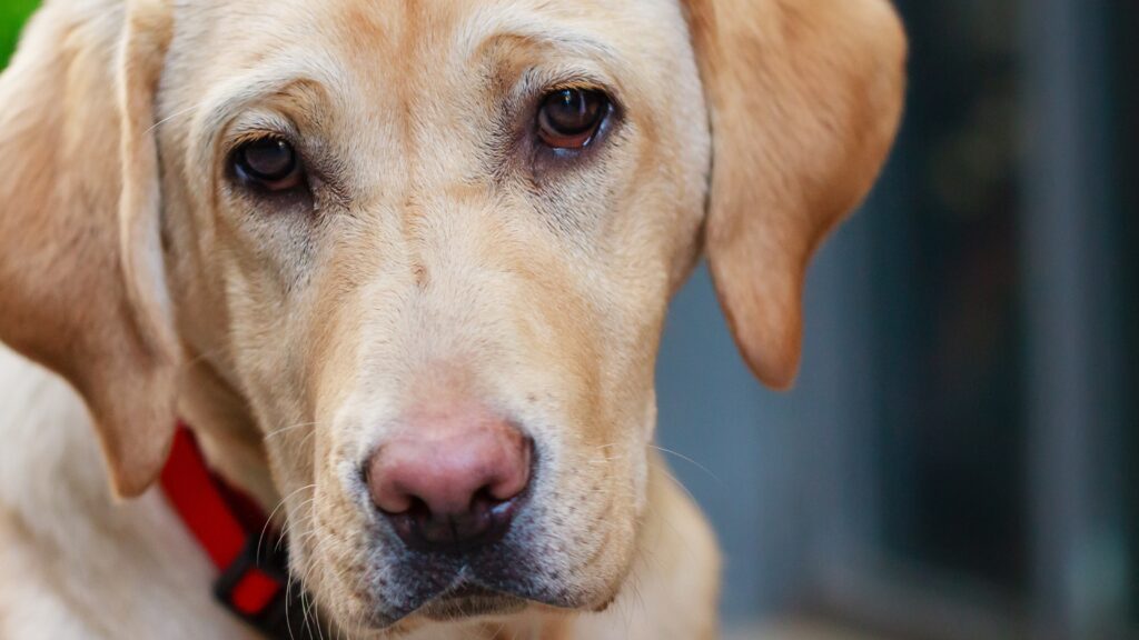 How do I fix my dogs separation anxiety Do labs have separation anxiety