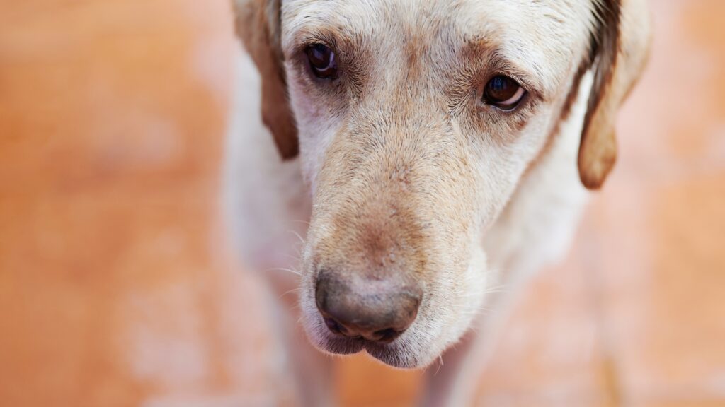 How to deal with an anxious dog Do labs have separation anxiety