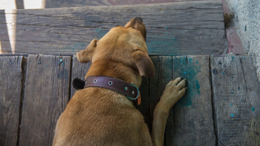 What not to do with an anxious dog Do labs have separation anxiety