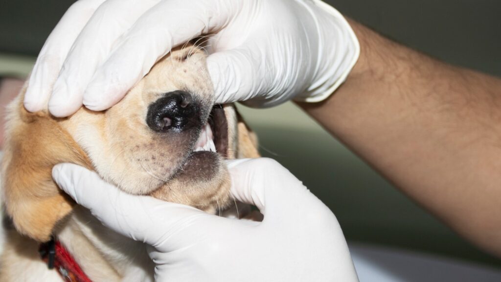 Do Labrador puppies lose their teeth
