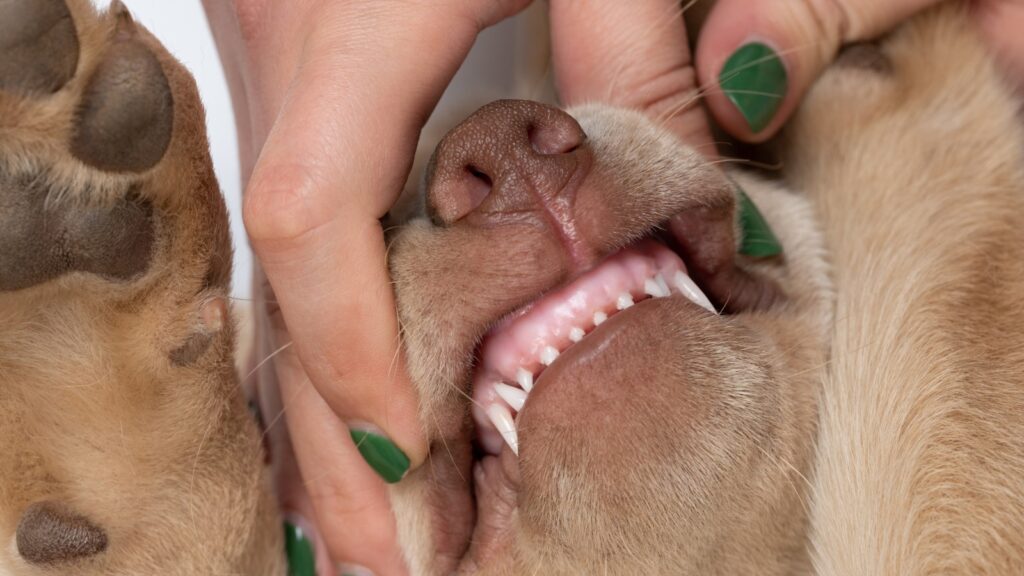 Do Labrador puppies lose their teeth thumbnail