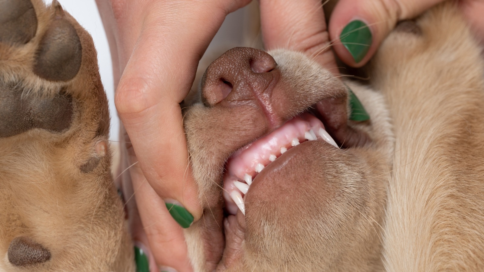 Do Labrador puppies lose their teeth thumbnail