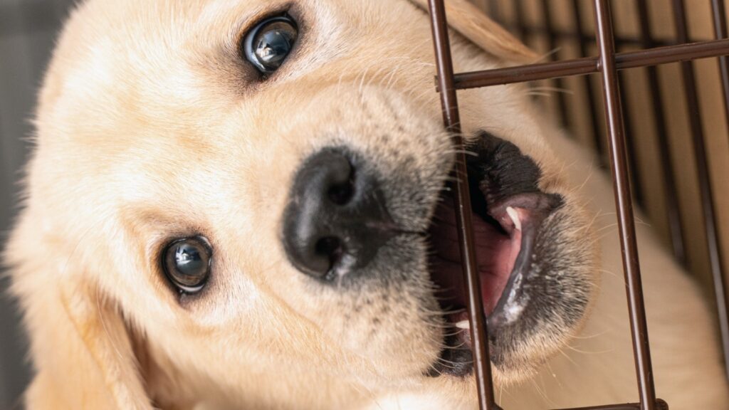 Do Labrador puppies lose their teeth