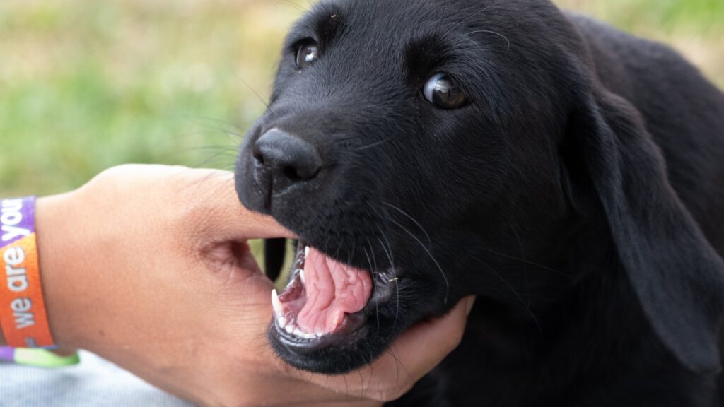 Do Labrador puppies lose their teeth