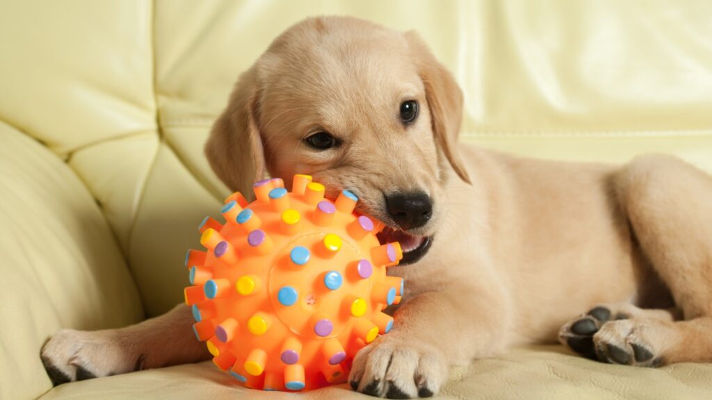 Do Labrador puppies lose their teeth