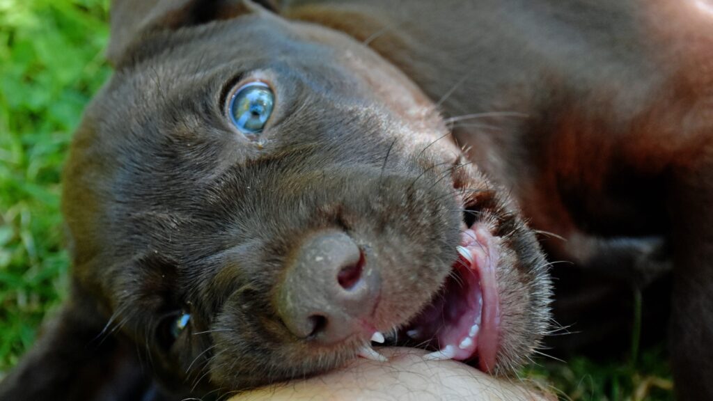 Do Labrador puppies lose their teeth