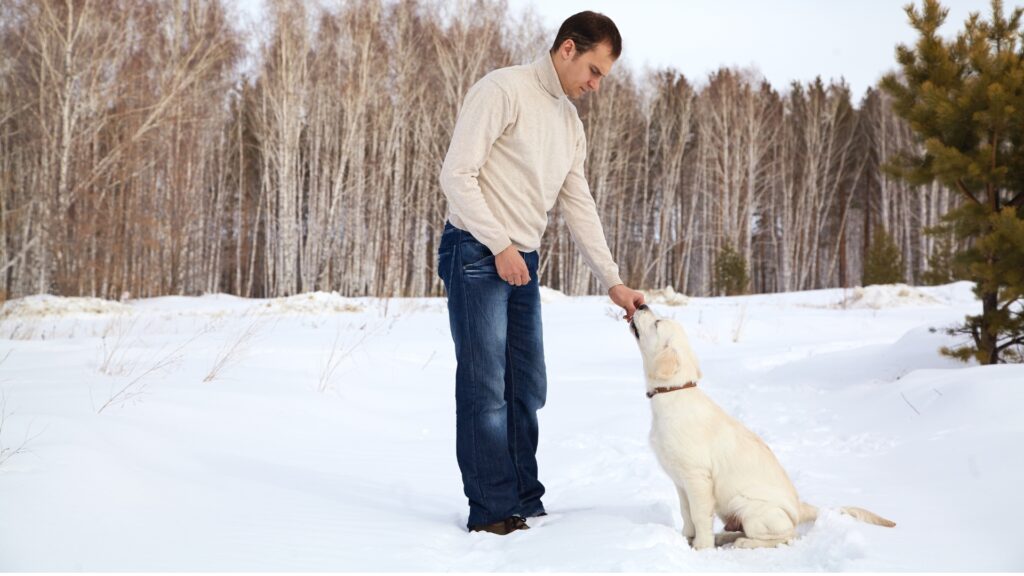 How to Train a Labrador Puppy at Home