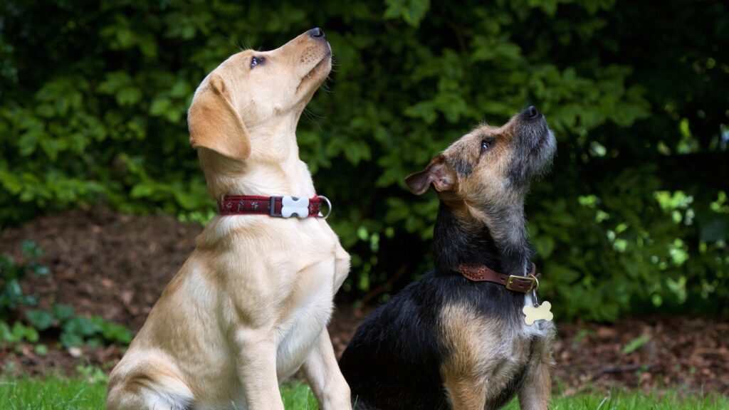 How to Train a Labrador Puppy at Home
