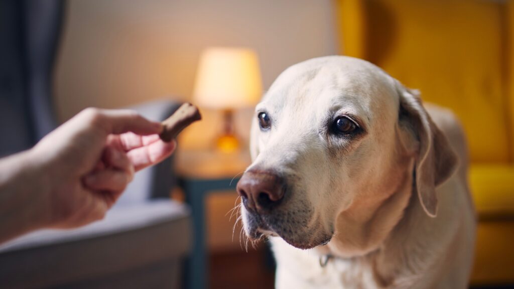 How to Train a Labrador Puppy at Home