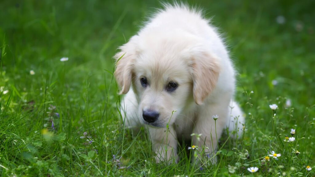 How to Train a Labrador Puppy at Home