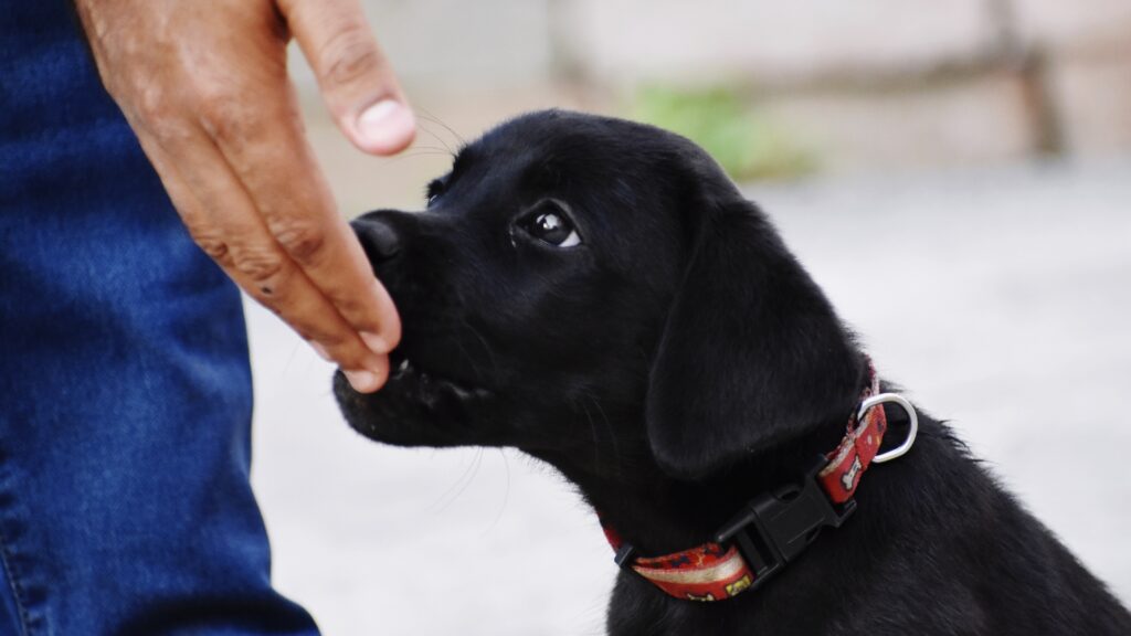 How to Train a Labrador Puppy at Home