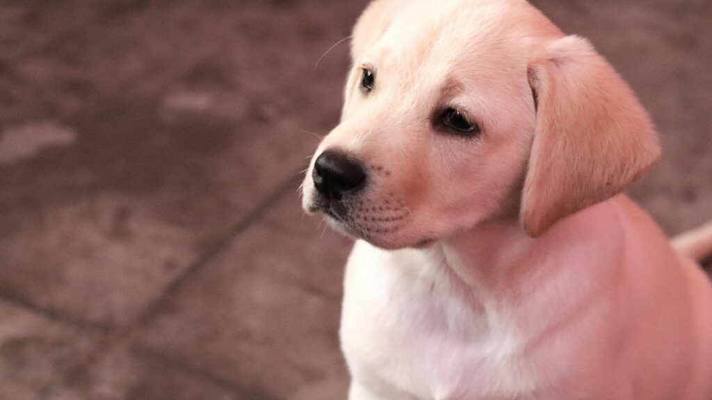 How to Train a Labrador Puppy at Home